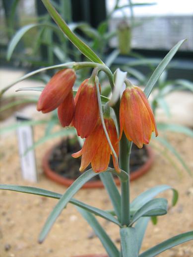 Fritillaria eastwoodiae 