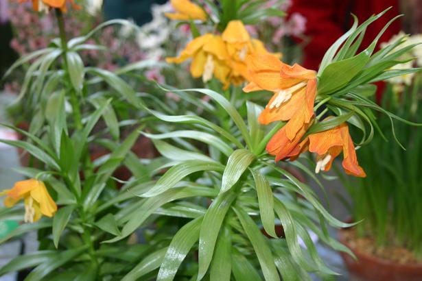 Fritillaria eduardii 