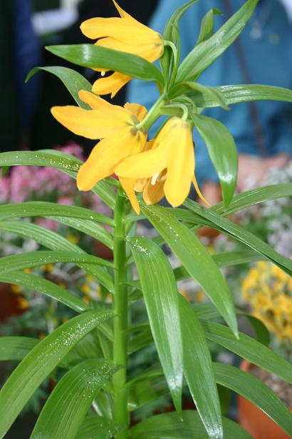 Fritillaria eduardii 