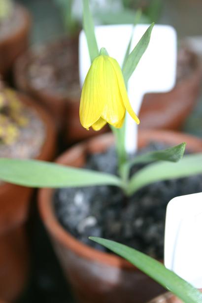 Fritillaria euboecia 