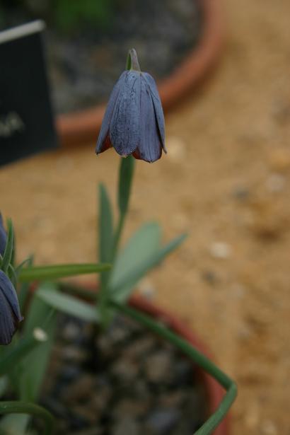 Fritillaria fleischeriana 