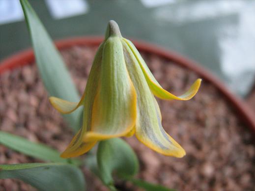 Fritillaria fleischeriana 