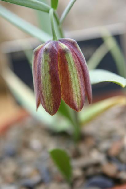 Fritillaria graeca ssp. graeca 