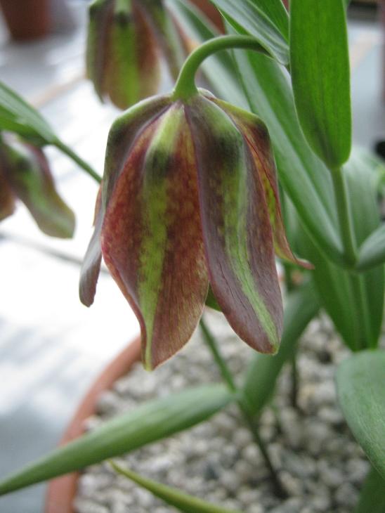 Fritillaria graeca ssp. thessala 