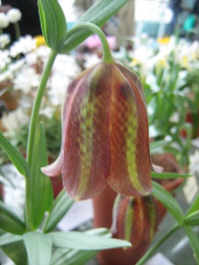 Fritillaria graeca ssp. thessala 