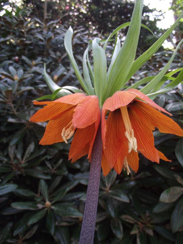 Fritillaria imperialis 