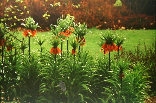 Fritillaria imperialis 