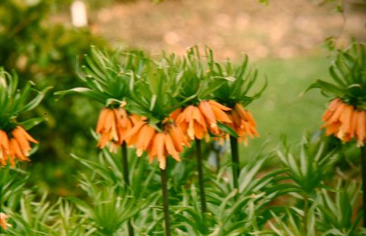 Fritillaria imperialis 