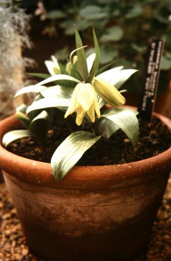 Fritillaria imperialis 'Chitralensis' 