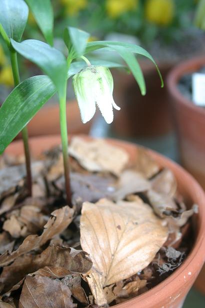 Fritillaria japonica var koidzumiana 