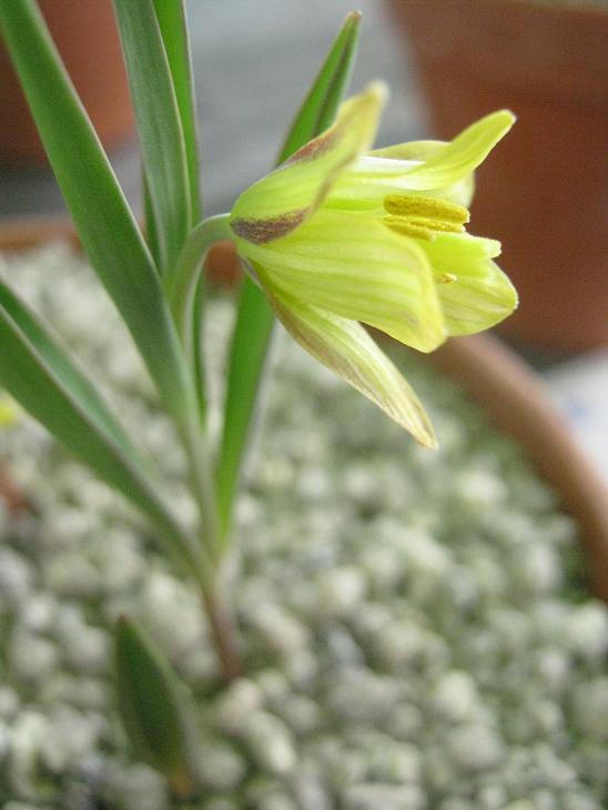 Fritillaria kittanniae 