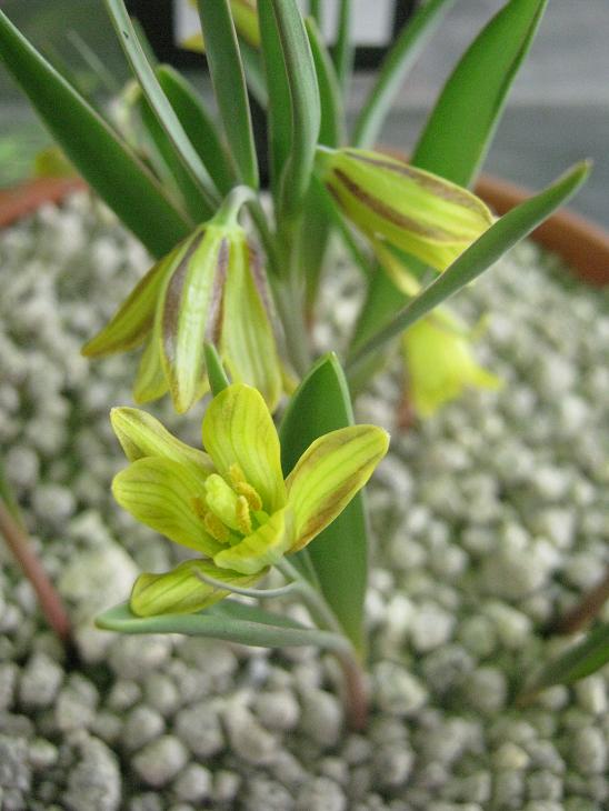 Fritillaria kittanniae 