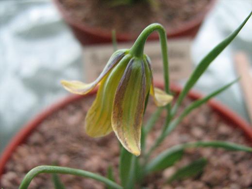 Fritillaria kittanniae 