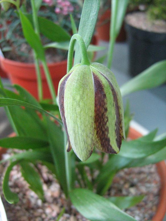 Fritillaria kotschyana 