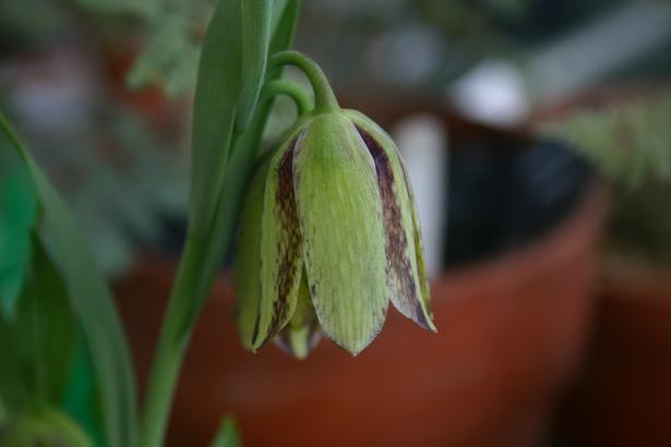 Fritillaria kotschyana 