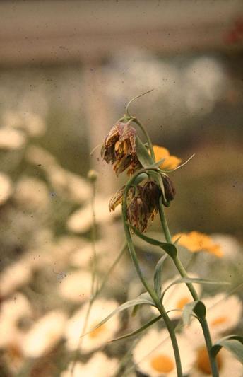 Fritillaria lanceolata ssp. lanceolata 