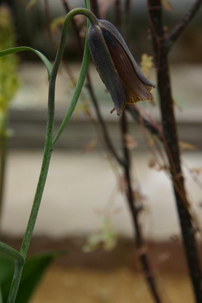 Fritillaria latakiensis 