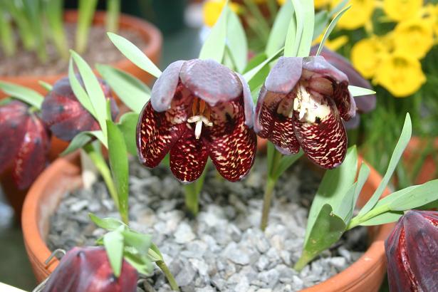 Fritillaria latifolia var nobilis 