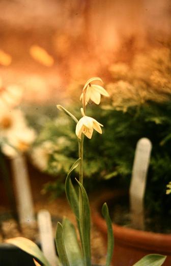 Fritillaria lilacina 