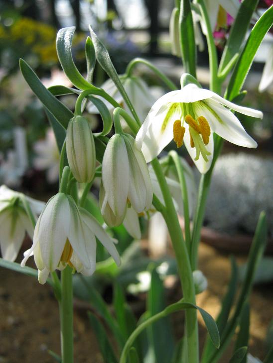 Fritillaria liliacea 