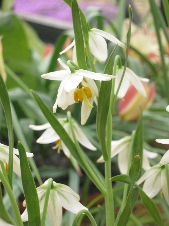 Fritillaria liliacea 