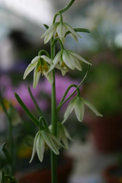 Fritillaria liliacea 