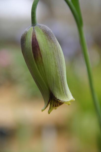 Fritillaria lusitanica 