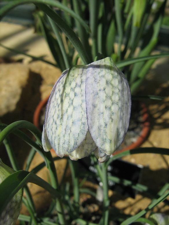 Fritillaria meleagris 'Poseidon' 