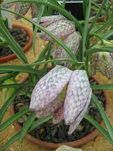 Fritillaria meleagris 'Poseidon' 