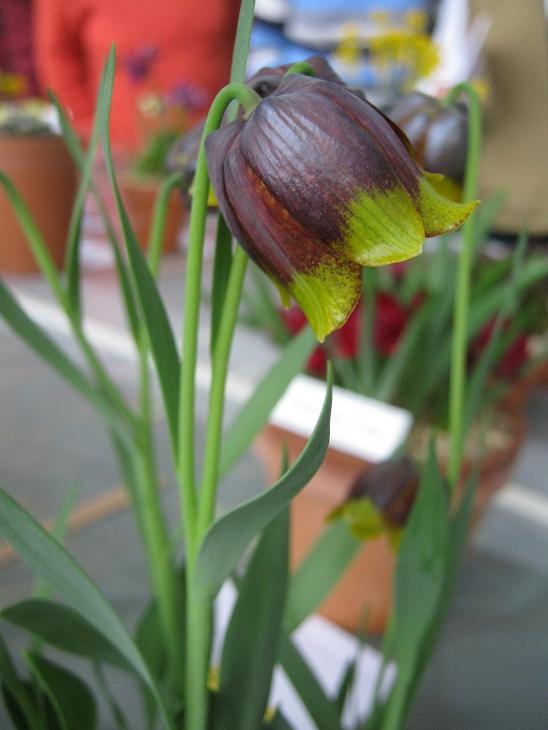 Fritillaria michailovskyi 