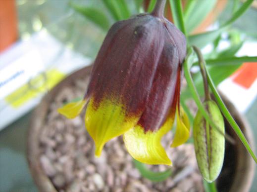 Fritillaria michailovskyi 