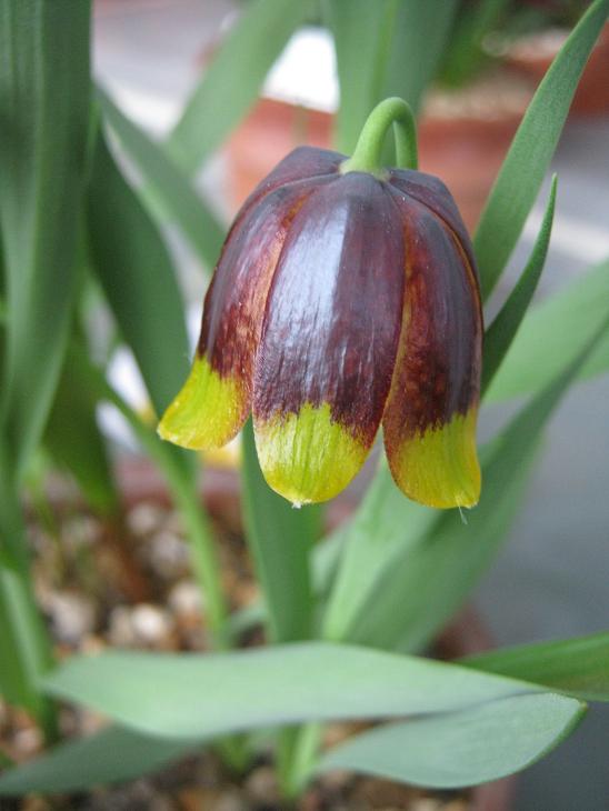 Fritillaria michailovskyi 