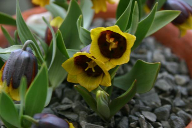 Fritillaria michailovskyi 