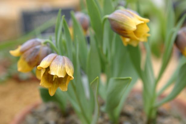 Fritillaria michailovskyi multiflorum 