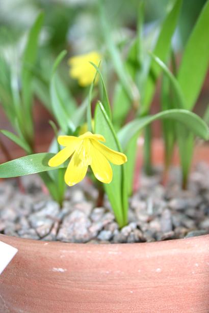 Fritillaria minima 