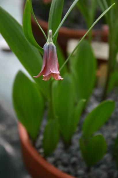 Fritillaria minuta 