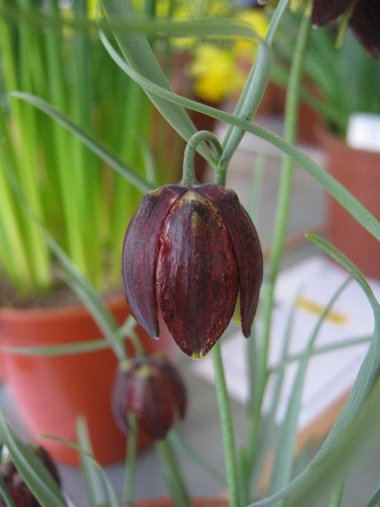 Fritillaria montana 