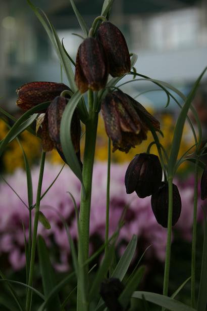 Fritillaria montana 