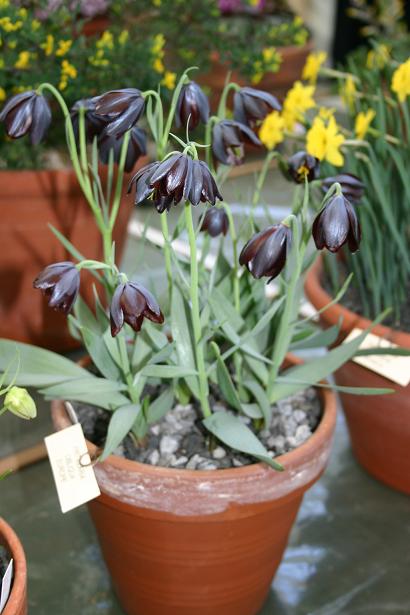 Fritillaria olivieri 