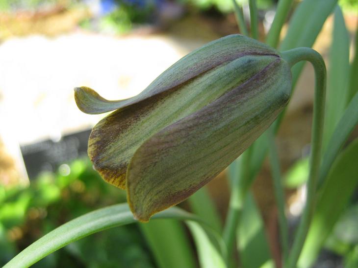 Fritillaria olivieri 