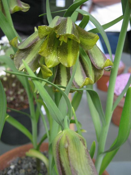 Fritillaria olivieri 