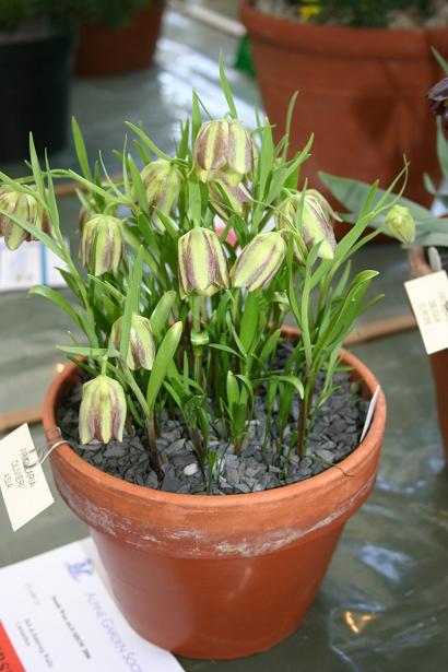 Fritillaria olivieri 