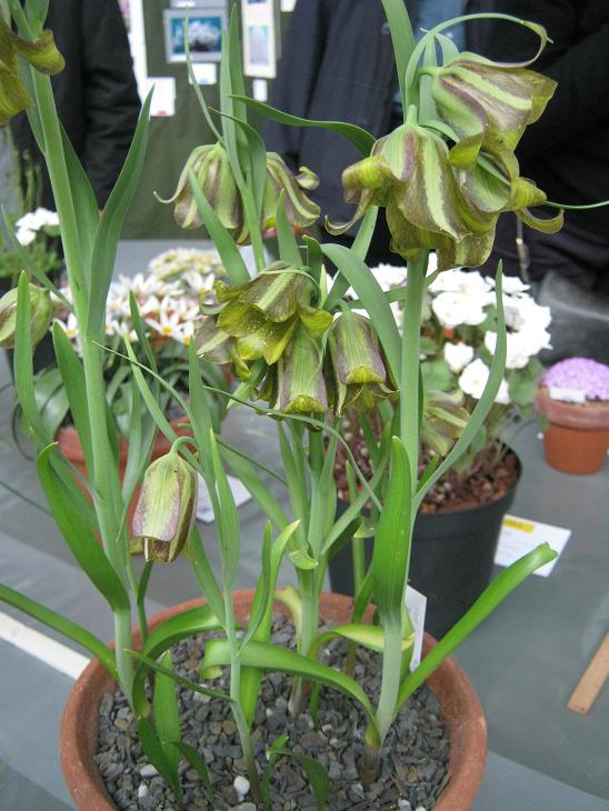 Fritillaria olivieri 