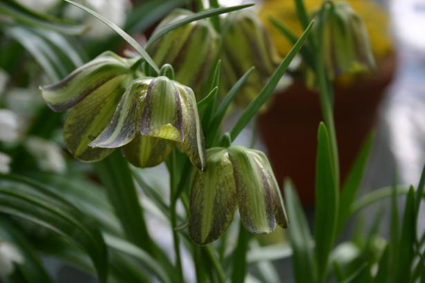 Fritillaria olivieri 