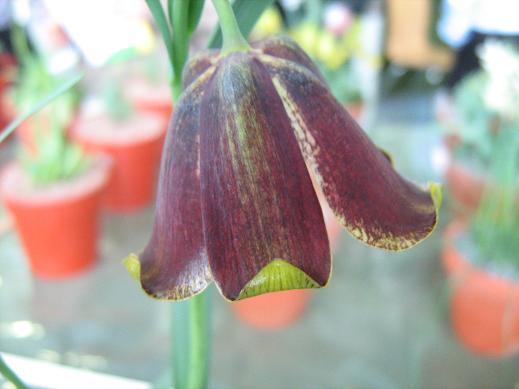 Fritillaria pyrenaica 