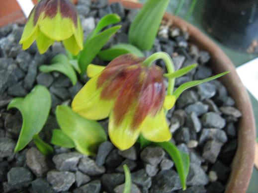 Fritillaria rhodocanakis 