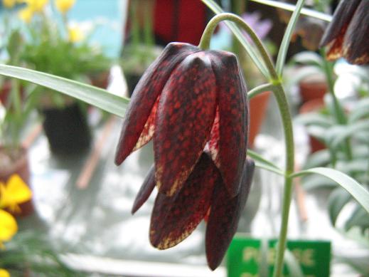 Fritillaria ruthenica 