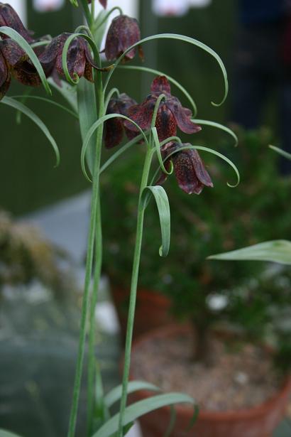 Fritillaria ruthenica 