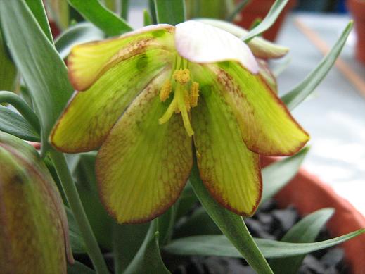 Fritillaria thessala 