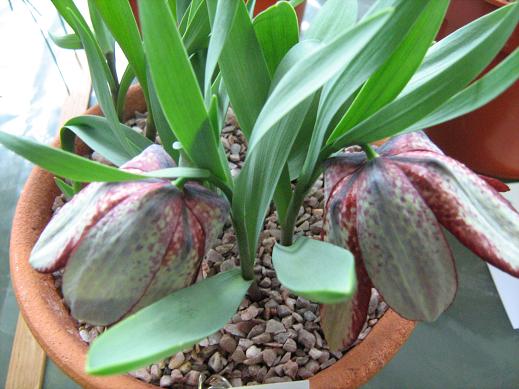 Fritillaria tubiformis 